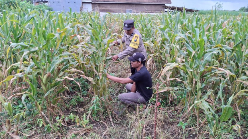 Polres Malang Galakkan Pemanfaatan Potensi Pangan Lokal untuk Perkuat Ketahanan Nasional